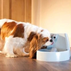 PetSafe Drinkwell Trinkbrunnen Original, 1,5 Liter 9 PetSafe Drinkwell Trinkbrunnen Original, 1,5 Liter -Heimtierbedarf Rabatte cb67b5accb6fdd9ec3530e007fd4ef1689efc995 0a695b0c941d72c4fef9fa23bc6300c73cab799d