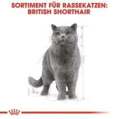 ROYAL CANIN British Shorthair 12x85g -Heimtierbedarf Rabatte cef864a6d96bd724a83d6f9b8b025859b152e48f 162627d7285521633865f39e7637e23ccc5e9a86