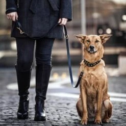 THE DOG IDEA Biothane Halsband Gold Braun XS -Heimtierbedarf Rabatte d512e094ef874a15eecfe9b828bfc911b6bf4b89 1655403 de DE 01b2176a917ca11ea55be7a01d9a2ab678a246c6hgv4Ao