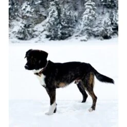 THE DOG IDEA Leder Halsband Braun M -Heimtierbedarf Rabatte d8ca7bc3828d16074c5d827bcc0f58424320f84a 1674220 de DE df357a2df676d1e49242475e238a569ba819be80eocDGG