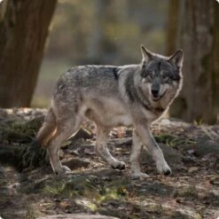 REAL NATURE Wilderness Adult High Ground 6x400 G -Heimtierbedarf Rabatte d8df16d01d44eca47dceb4029baf88ff4ded8402 1248542 de DE Real Nature Wilderness Dog bild 9