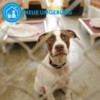 ADAPTIL Calm Halsband Anti Stress Erziehungshalsband S-M 9 ADAPTIL Calm Halsband Anti Stress Erziehungshalsband S-M – Bild 7