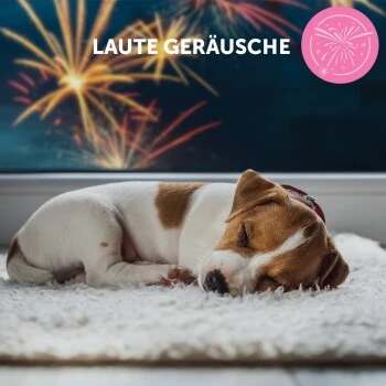 ADAPTIL Junior Halsband Anti Stress Erziehungshalsband 12 ADAPTIL Junior Halsband Anti Stress Erziehungshalsband – Bild 10