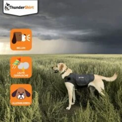 Thundershirt Beruhigungsweste Grau XS 14 Thundershirt Beruhigungsweste Grau XS -Heimtierbedarf Rabatte dba829e1909f5c4f6710e4085b27664b9bf6ac3e 1102942 2