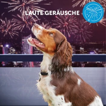 ADAPTIL Calm Halsband Anti Stress Erziehungshalsband S-M 10 ADAPTIL Calm Halsband Anti Stress Erziehungshalsband S-M – Bild 8