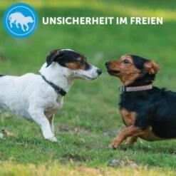 ADAPTIL Calm Halsband Anti Stress Erziehungshalsband S-M 15 ADAPTIL Calm Halsband Anti Stress Erziehungshalsband S-M -Heimtierbedarf Rabatte e220fc002f83144152ad7157c15120ad2d9d8471 1204441 8