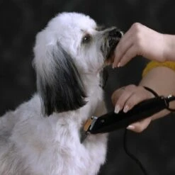 Moser Schermaschine REX -Heimtierbedarf Rabatte e8038dbcc4727a75747f8832087092baa0fa43aa 187f5afc428e49269186b36ca7790ac3a42cb0ac