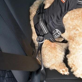 Dogs Creek Auto-Sicherheitsgeschirr Renegade S 5 Dogs Creek Auto-Sicherheitsgeschirr Renegade S – Bild 3