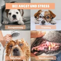 BeG Buddy Schleck-Kit, Leckmatte + Eis 9 BeG Buddy Schleck-Kit, Leckmatte + Eis -Heimtierbedarf Rabatte eba268457e1b2a903d78d255eb815f62a57708e1 1480658 de DE d924f0bb8e68101ebbb22782b82d5b2a367631bdSk5hjI