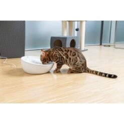 AniOne Keramik-Trinkbrunnen Waterfall Weiß Ohne Ersatzfilter 11 AniOne Keramik-Trinkbrunnen Waterfall Weiß Ohne Ersatzfilter -Heimtierbedarf Rabatte f5666e2f535275128e81462f19991e450c3d3f87 c66954489332ac4ff326811e24559ef9b2854fac