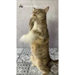 Kater Kasimir Premium Katzenangel Mit 4 Handgemachten Anhängern Aus Naturmaterial -Heimtierbedarf Rabatte f5a0947d639de966c4125c979f26b15c23b5fa95 1408150 de DE aa9d1c169f7ec9191367c416c4b64e9770f966aeO7Adip