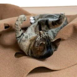 Canadian Cat Company Spielteppich Für Katzen Braun -Heimtierbedarf Rabatte feeb1471a0788eb13995861dfe89bb445b21d4b8 1394213 de DE 4a32360e22e339a18cf0f9a52c488f1077251d777uzNQw
